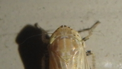 Amplicephalus osborni