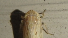 Amplicephalus osborni