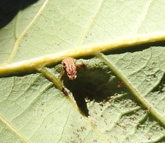 Andricus notholithocarpi