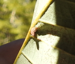 Andricus notholithocarpi