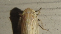 Amplicephalus osborni