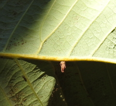 Andricus notholithocarpi