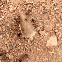 Coleotichus costatus