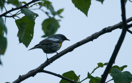 Yellow-rumped Warbler photographed in South Dakota
