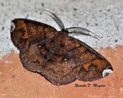 Thysanopyga amarantha