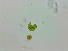 Phacus anomalus