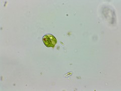 Phacus anomalus