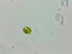 Phacus anomalus