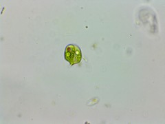 Phacus anomalus