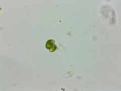 Phacus anomalus