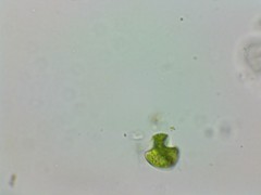 Phacus anomalus