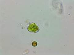 Phacus anomalus