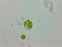 Phacus anomalus