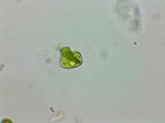 Phacus anomalus