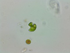Phacus anomalus