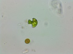 Phacus anomalus