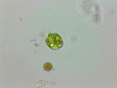 Phacus anomalus