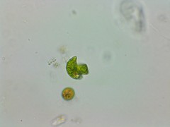 Phacus anomalus