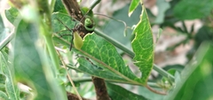 Holhymenia histrio
