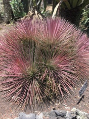 Agave striata striata