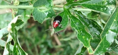Cacoscelis nigripennis