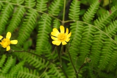 Ranunculus petiolaris