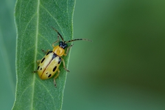 Diabrotica sinuata