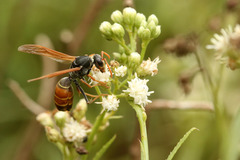 Polistes billardieri