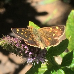 Butleria bissexguttatus