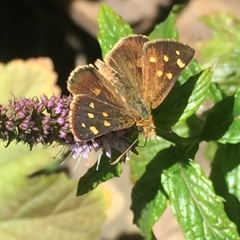 Butleria bissexguttatus