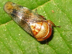 Drabescus