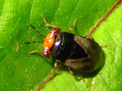 Geocoris varius