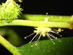 Castanea crenata