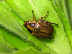 Exomala pallidipennis