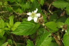 Rubus adenotrichos