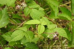 Rubus adenotrichos