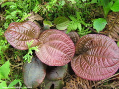 Phyllagathis