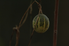 Polyclathra cucumerina