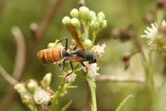 Polistes billardieri