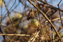 Polyclathra cucumerina