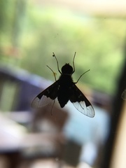 Anthrax dolabratus