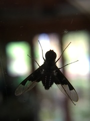 Anthrax dolabratus