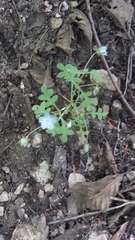 Nemophila menziesii