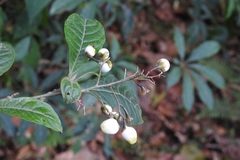Cestrum guatemalense