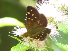 Butleria bissexguttatus