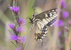 Papilio machaon dodi