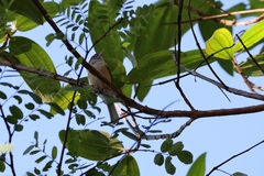 Hylophilus amaurocephalus