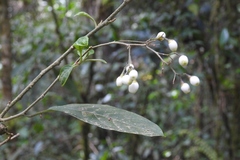 Cestrum guatemalense