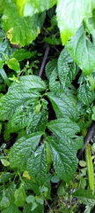 Elatostema rivulare