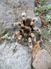 Brachypelma hamorii